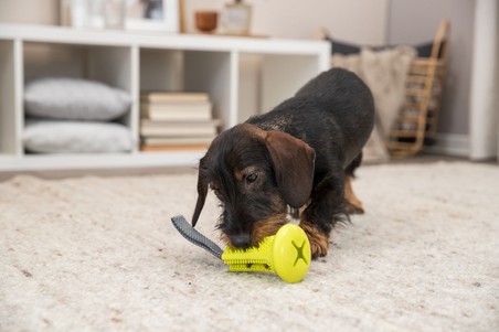 Игрушка для собак Trixie "Колокольчик для лакомств" с лентой, термопластичная резина/полиэстер, 11*22 см