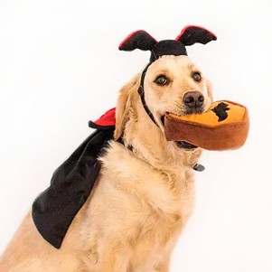 ZippyPaws Halloween Costume Kit Dracula Комплект костюмов Дракула на Хэллоуин с пищалкой