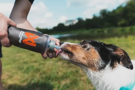 Non-stop dogwear NSD Soft flask Пляшечка для собак сіра