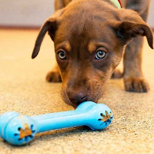 KONG (Конг) Puppy Goodie Bone міцна інтерактивна іграшка для закладки ласощів для цуценят (середнє гризіння)