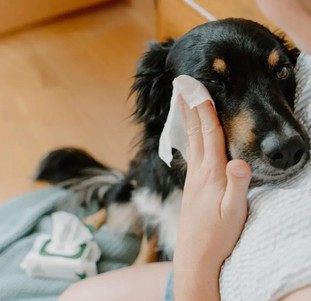 Beco Pets Dog Eye Wipes Бамбукові серветки для очищення слізних доріжок у собак