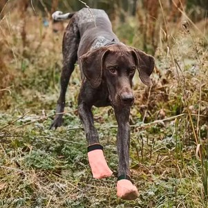 Non-stop dogwear Protector light socks Носочки для собак оранжевые