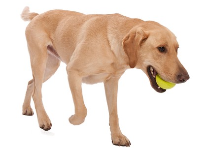 West Paw Jive Dog Ball L Мяч для собак