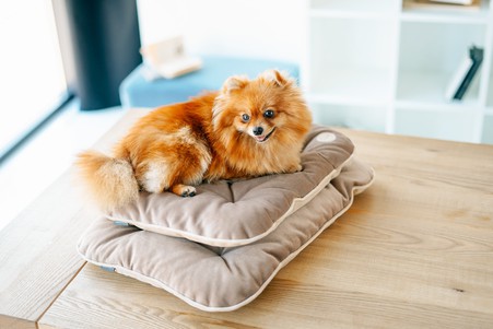 Harley and Cho Tomas Cacao велюровая подушка для собак и котов