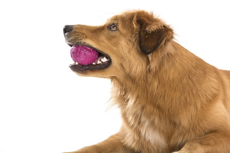 West Paw Boz Dog Ball S Мяч для собак маленький