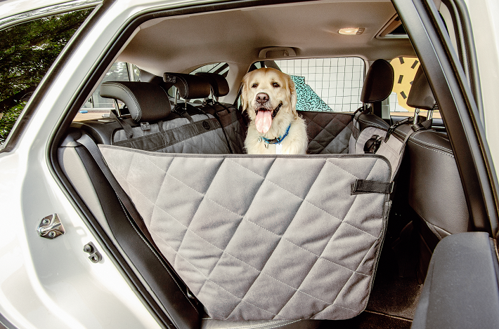 Основні правила пристібання собаки в автомобілі