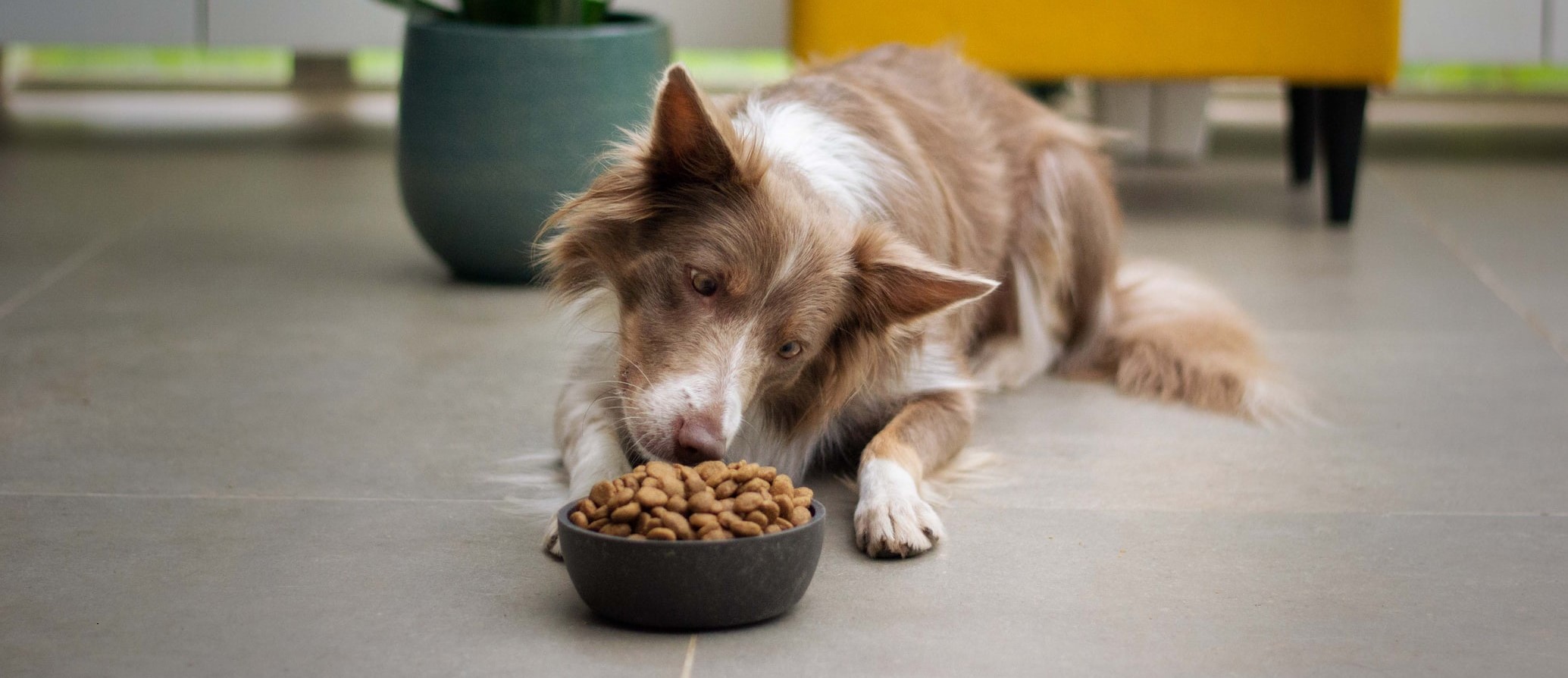 Лікувальні корми для собак 