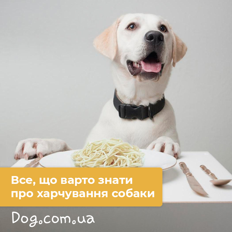 правильне годування собаки