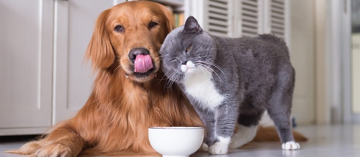 Сухі корми для собак та кішок