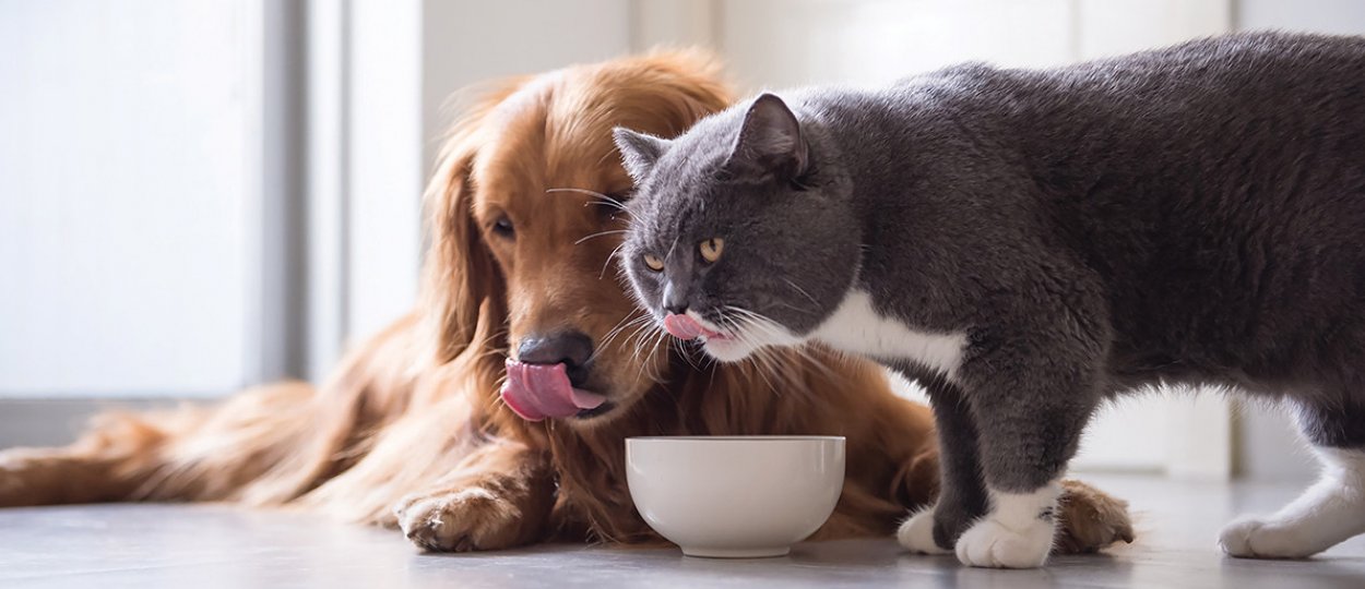 сухі корми для собак та котів