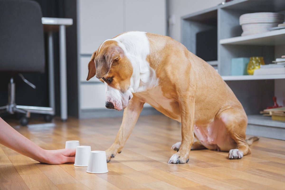 как кормить собаку в игровой форме