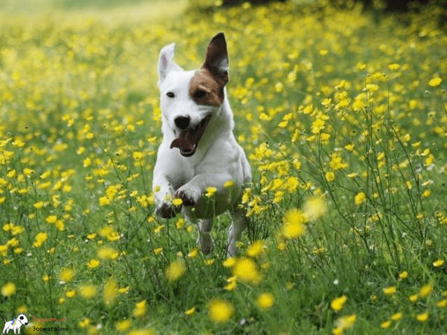 зоотовары для счастья собаки